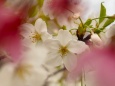 上野恩賜公園の大島桜