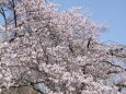 桜並木2