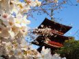 池上本門寺の桜