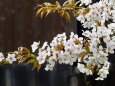 祇園白川の桜