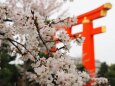 平安神宮の大鳥居と桜