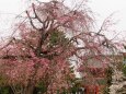 しだれ桜と平安神宮