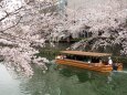 岡崎疏水の桜と十石舟