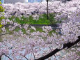 千鳥ヶ淵の桜