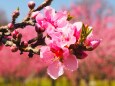 古河公方公園の花桃