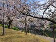 春、公園の桜咲く