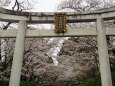 宗忠神社の桜