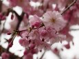 岡崎公園のしだれ桜