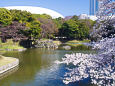 東京ドームと桜