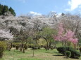 桜の季節 1 2023年