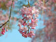 桜の季節 14 枝垂れ桜