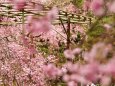 平安神宮のしだれ桜