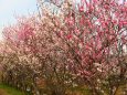 巨椋池干拓地の花桃