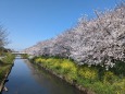 桜並木と菜の花