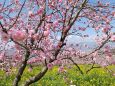 桃源郷菜の花畑