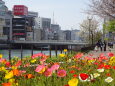花咲く春の都会の川辺