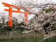 平安神宮の大鳥居と桜