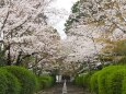 宗忠神社の桜