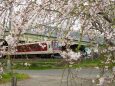 巨椋池干拓地の桜と近鉄電車