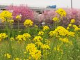 巨椋池干拓地の花桃と菜の花