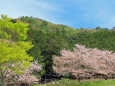 桜の季節 18 新緑とサクラ