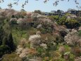 三大桜名所吉野山