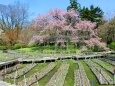 京都府立植物園