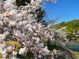 春の宇治公園