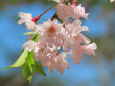 桜の季節 22 枝垂れ八重桜