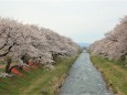 桜の季節 15 舟川の流れ