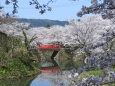 桜の季節 23 お堀に映るサクラ