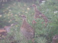 北ノ俣岳のチビ雷鳥2