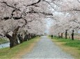桜の季節 25 花を愛でる人たち
