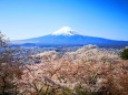 桜と富士山