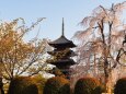 春の東寺の夕景