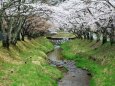 湯沢の桜並木