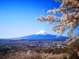 桜と富士山