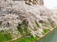 京都伏見の桜