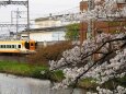 郡山城の桜と近鉄電車