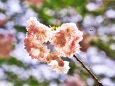 八重桜