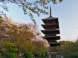 春の東寺