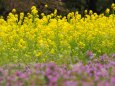 昭和記念公園の菜の花