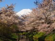 忍野村の桜と富士山