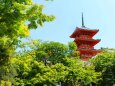 新緑の清水寺