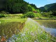 新緑の里山