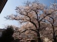 春の大阪城公園