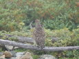 蝶ヶ岳のチビ雷鳥2