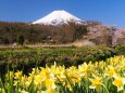 忍野村の桜と水仙と富士山