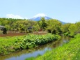 新緑の忍野八海