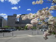 八重桜咲く函館駅前